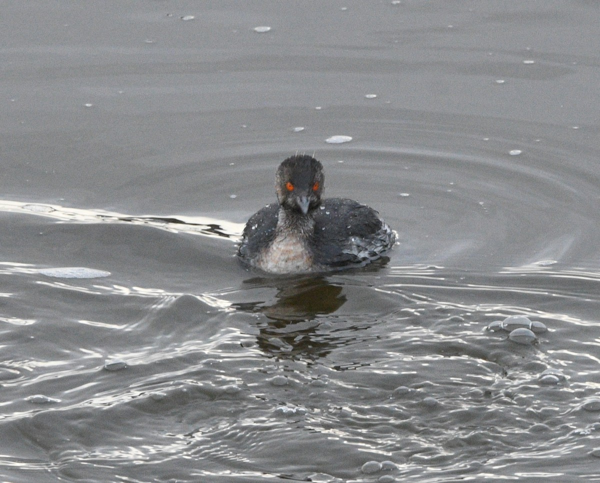 Grèbe à cou noir - ML647660004