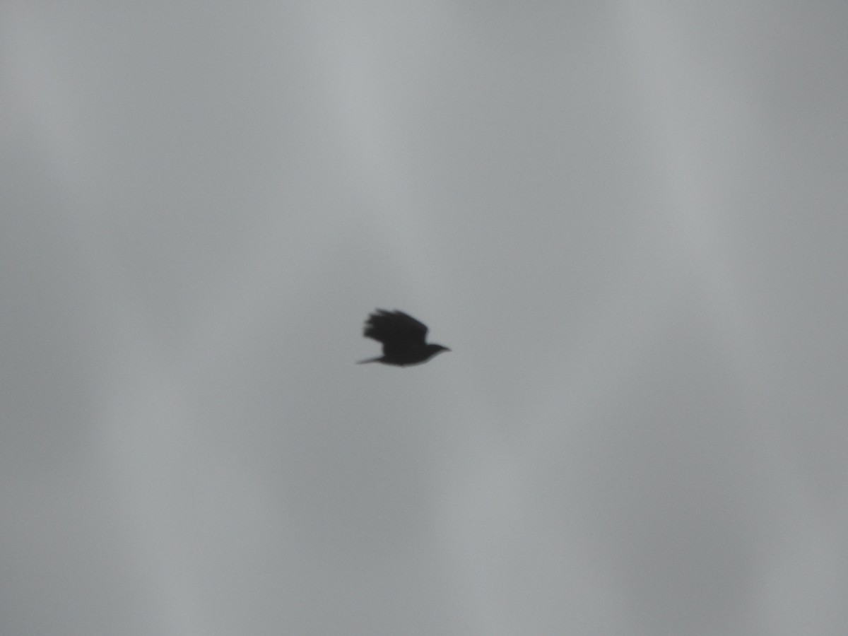 American Crow - ML647660035