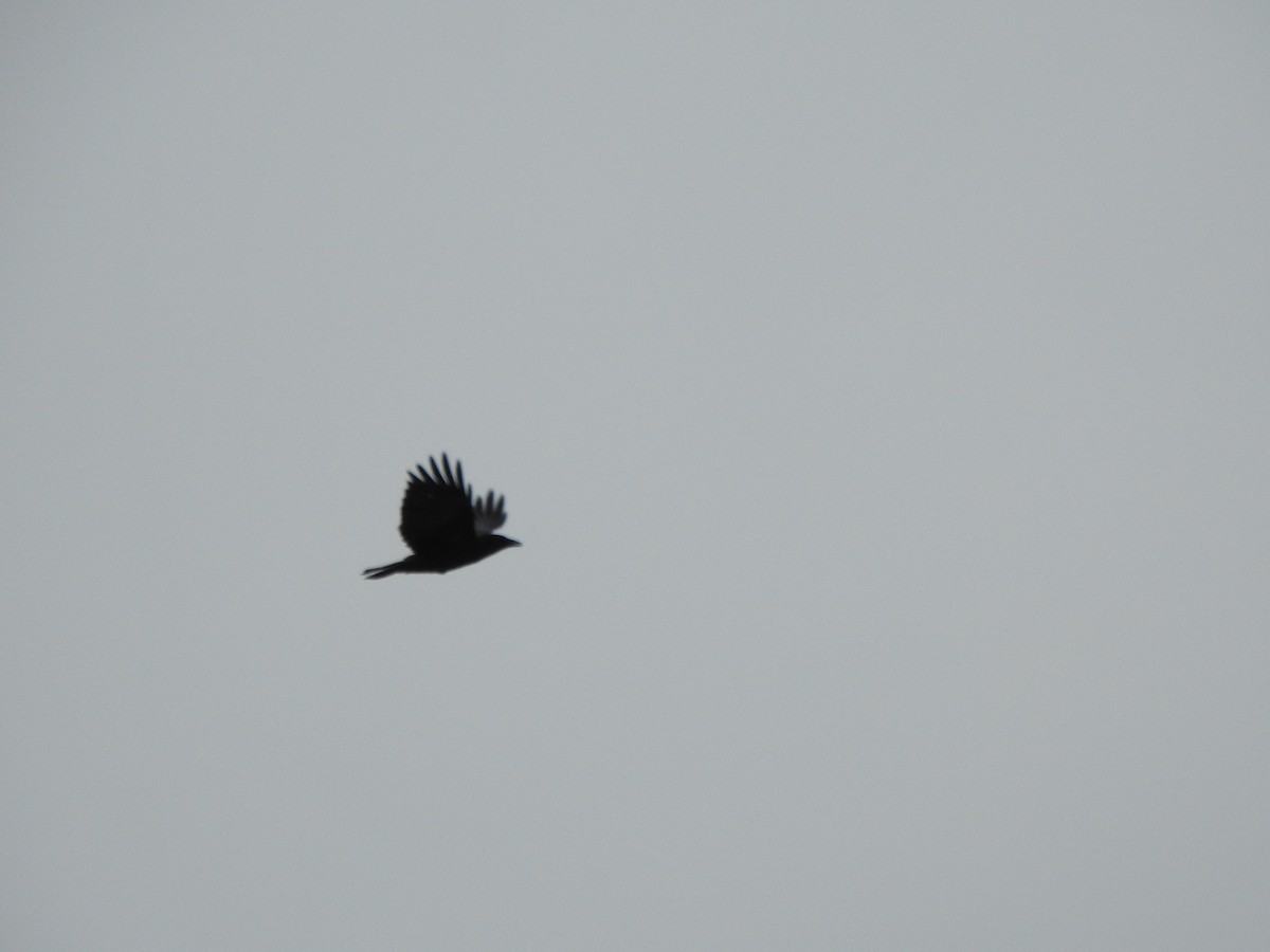 American Crow - ML647660036