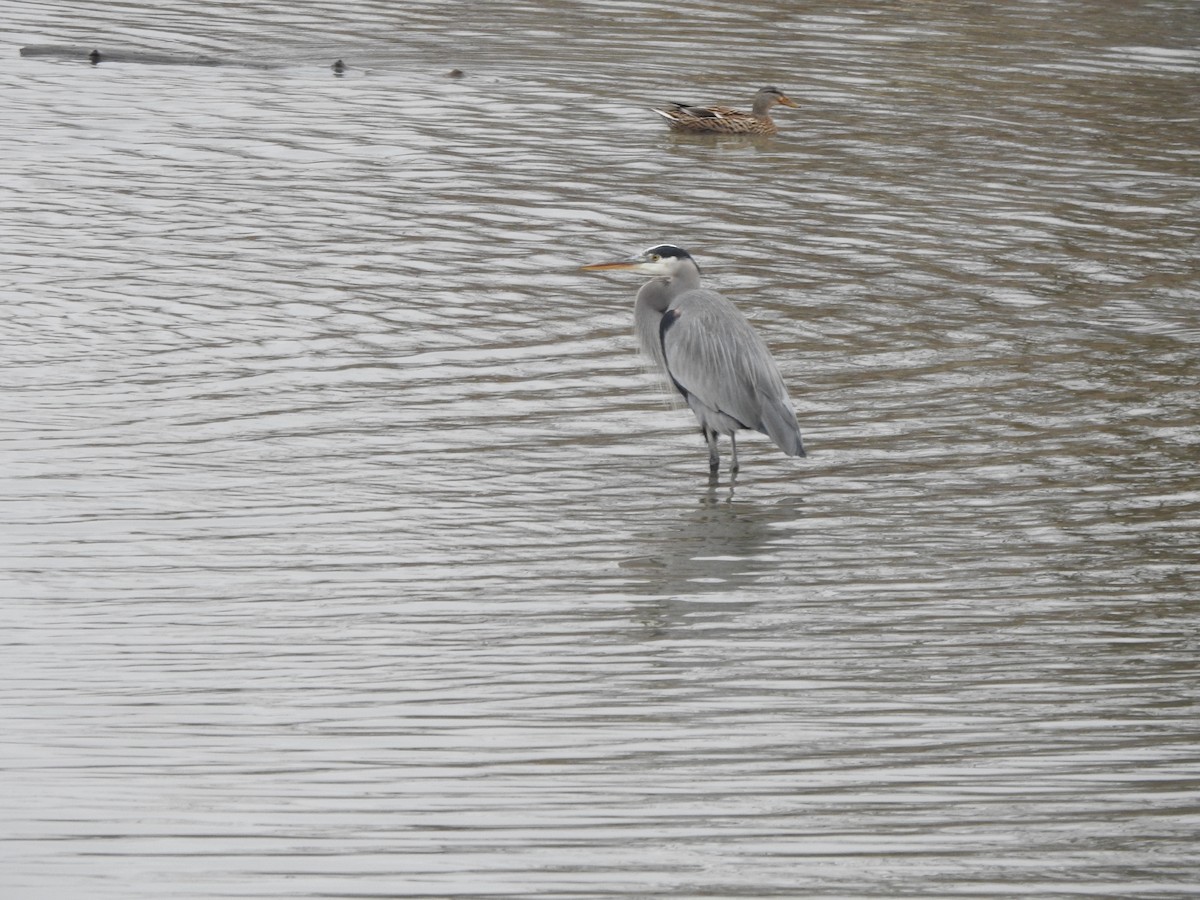 Great Blue Heron - ML647660049