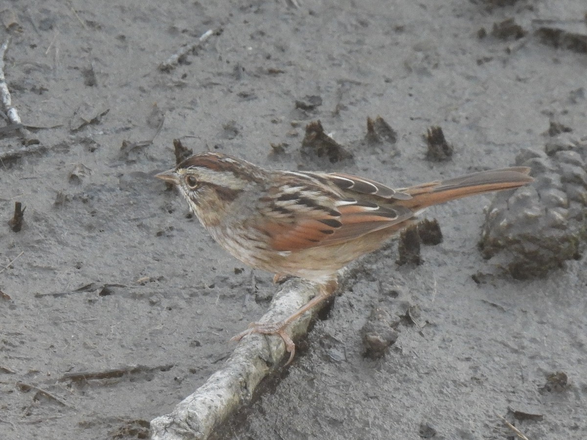 Swamp Sparrow - ML647660060