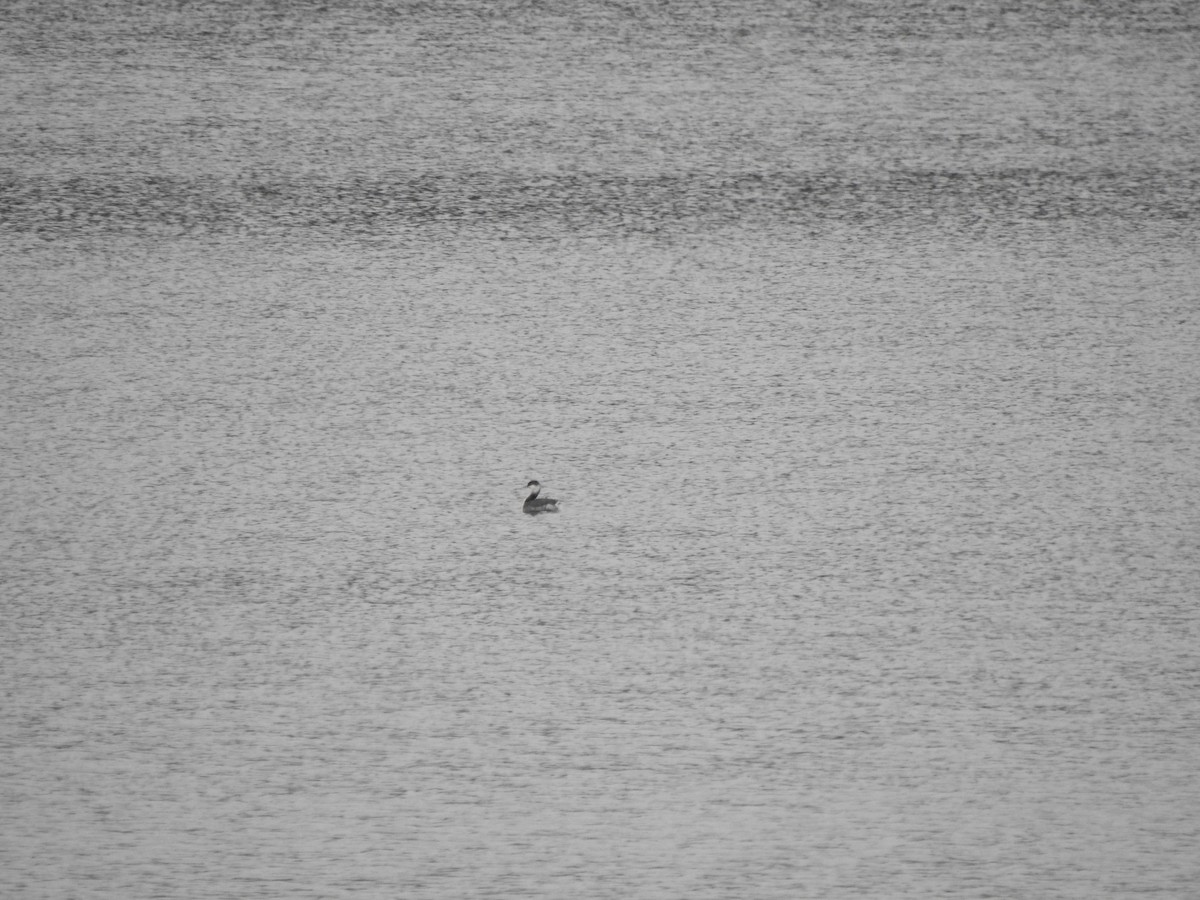 Красношейная поганка - ML647660061