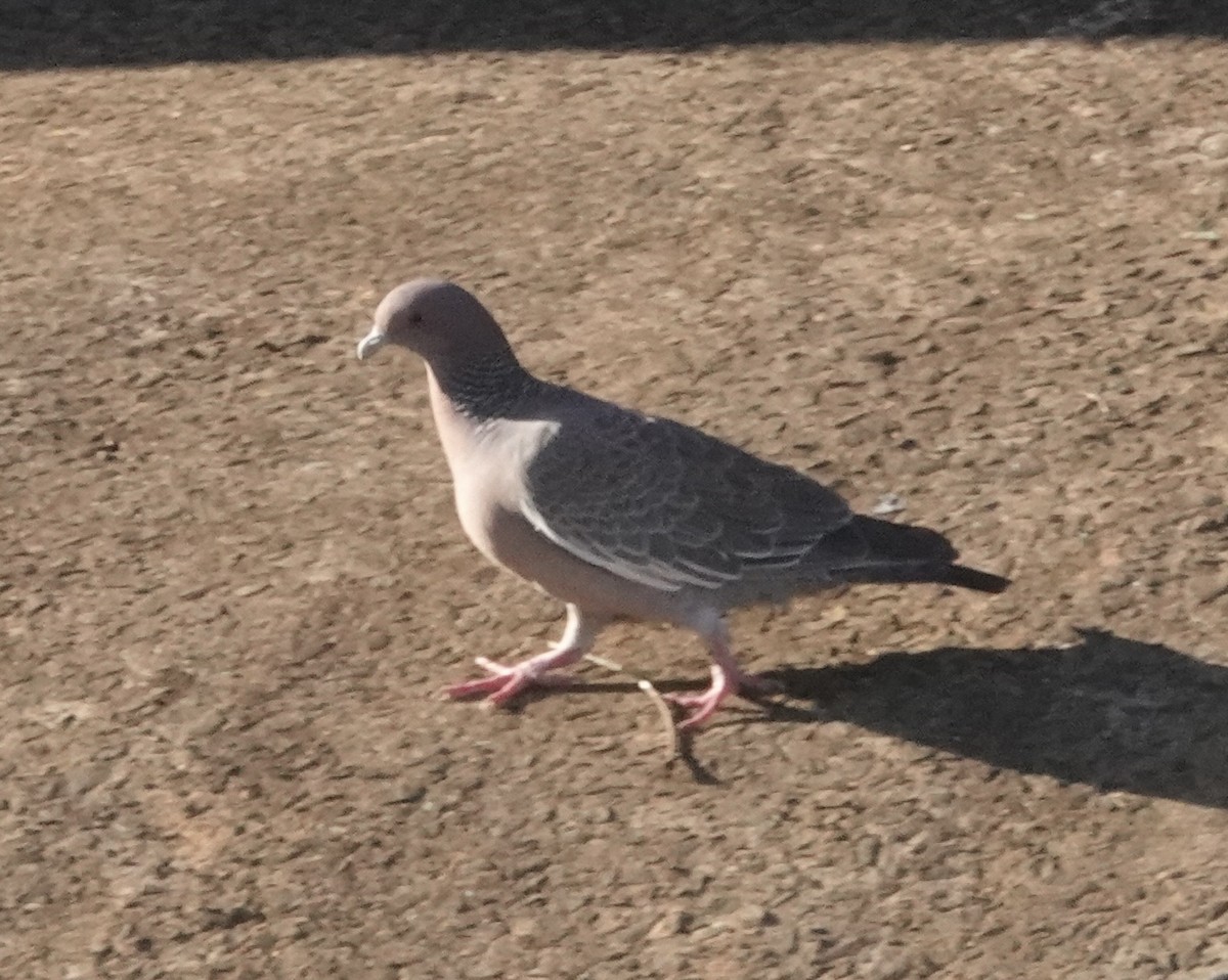 Темнохвостый голубь - ML647660062