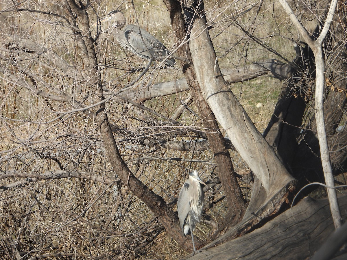 Great Blue Heron - ML647660066