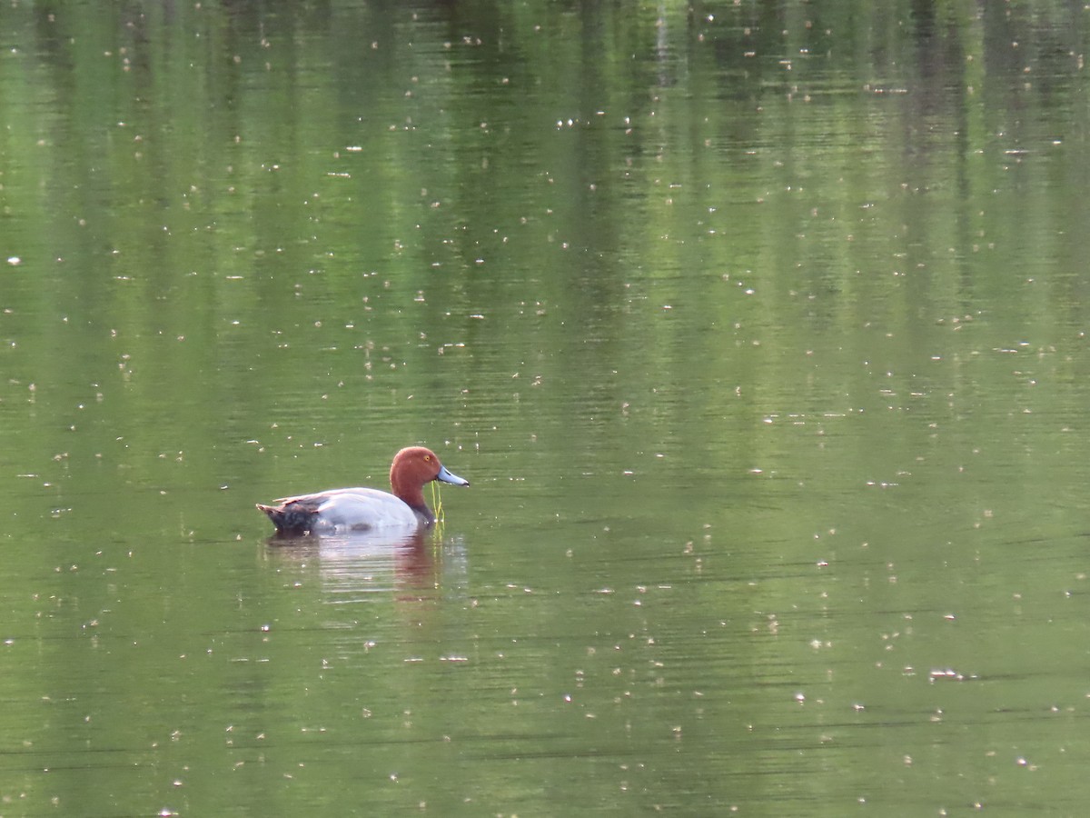 Redhead - ML647660081