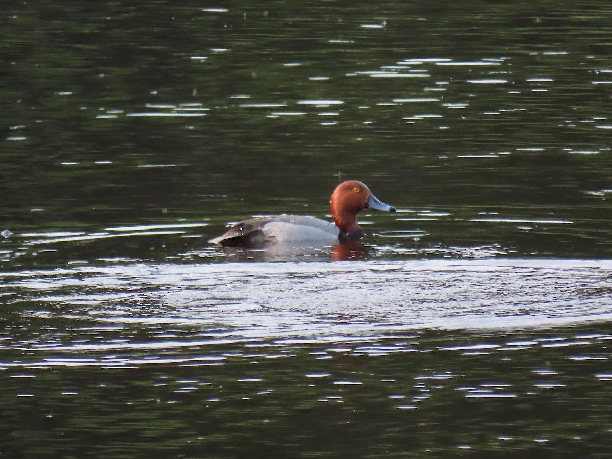 Redhead - ML647660082