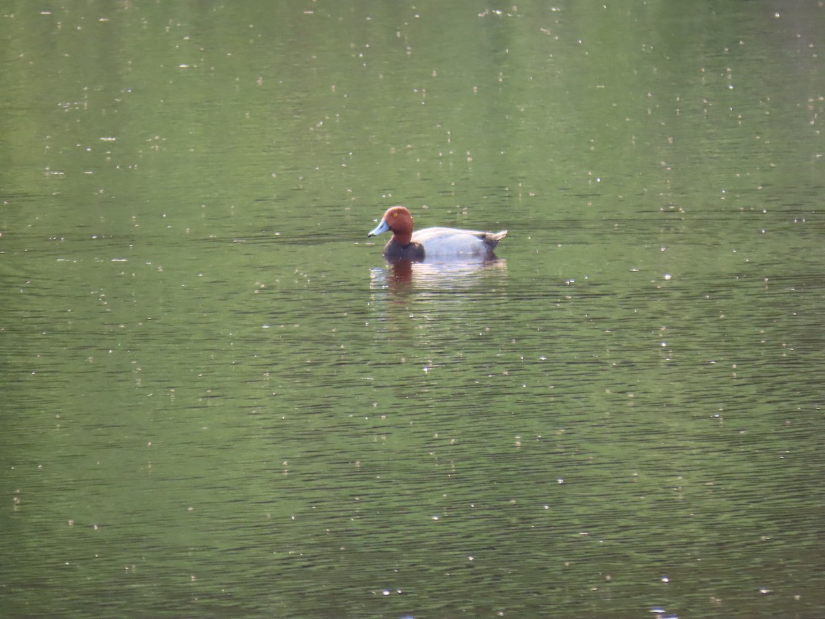 Redhead - ML647660083