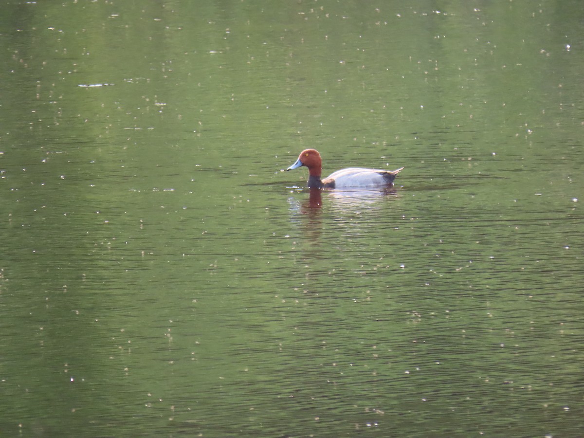 Redhead - ML647660084