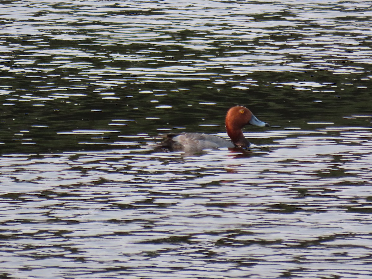 Redhead - ML647660085