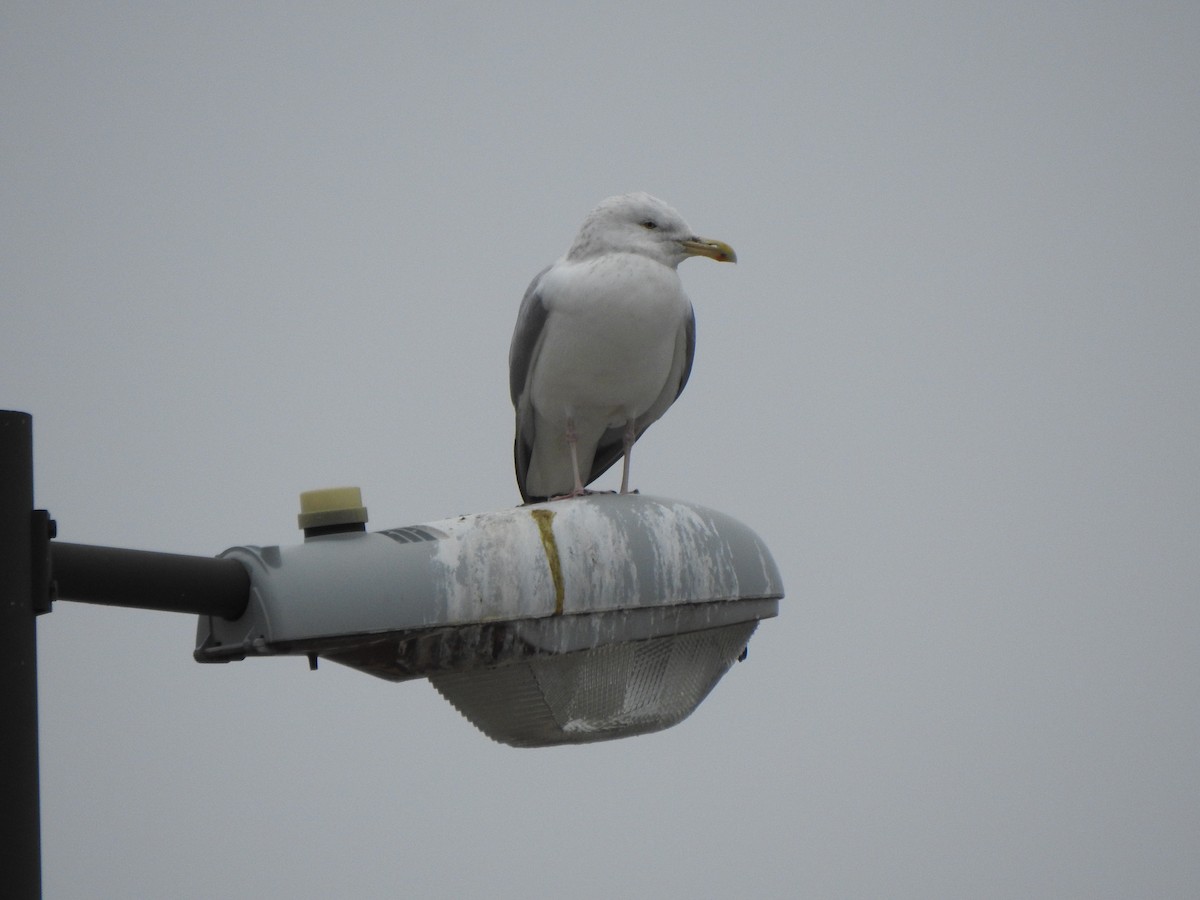 Kanadamöwe - ML647660086