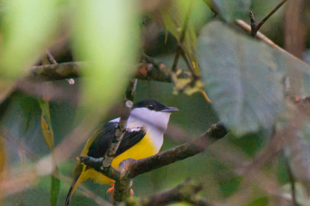 White-collared Manakin - ML647660087