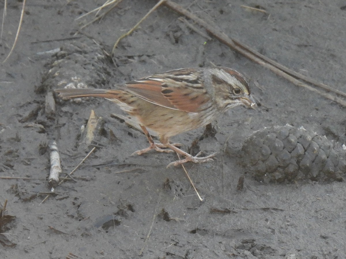 Swamp Sparrow - ML647660147