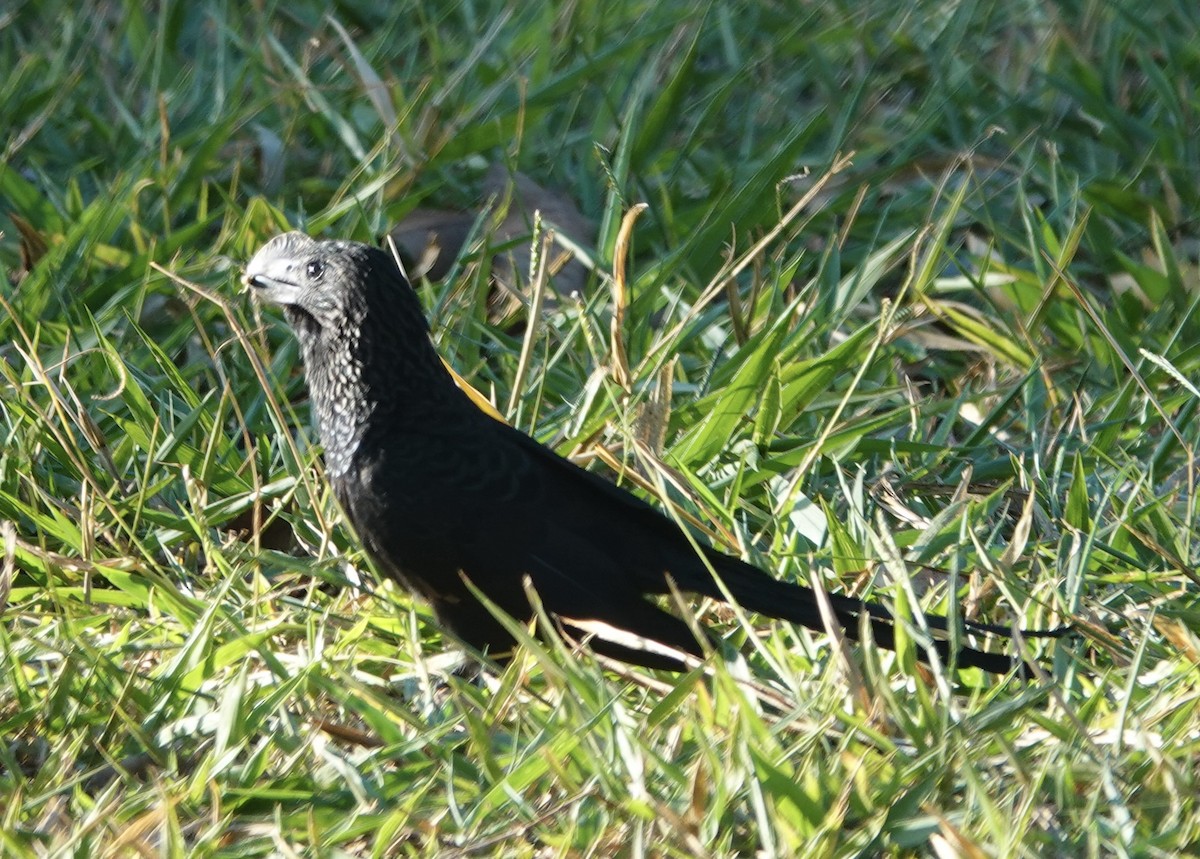 glattnebbani - ML647660153