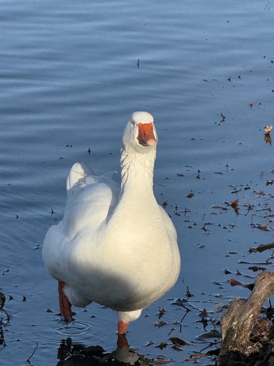 Antzara hankagorrizta (etxekoa) - ML647660156