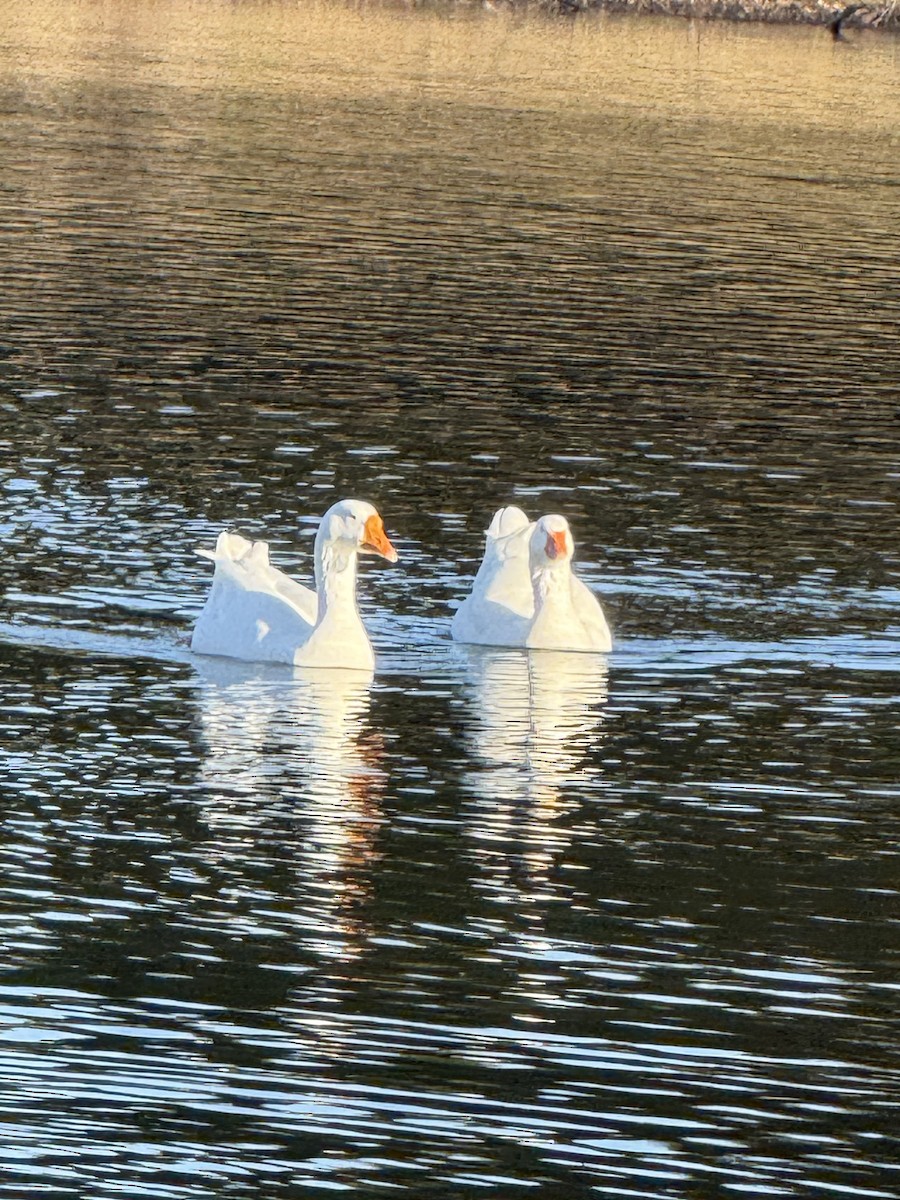 Antzara hankagorrizta (etxekoa) - ML647660157