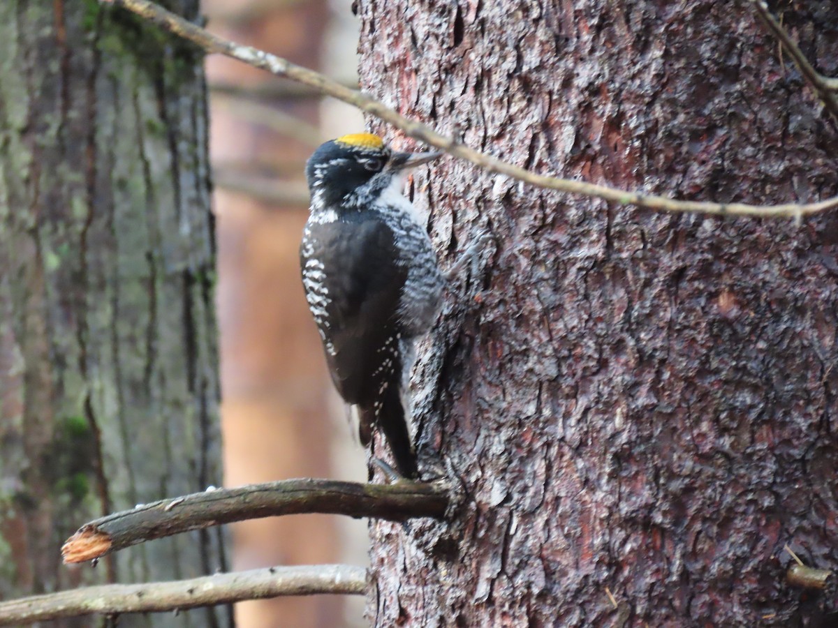 American Three-toed Woodpecker - ML647660177