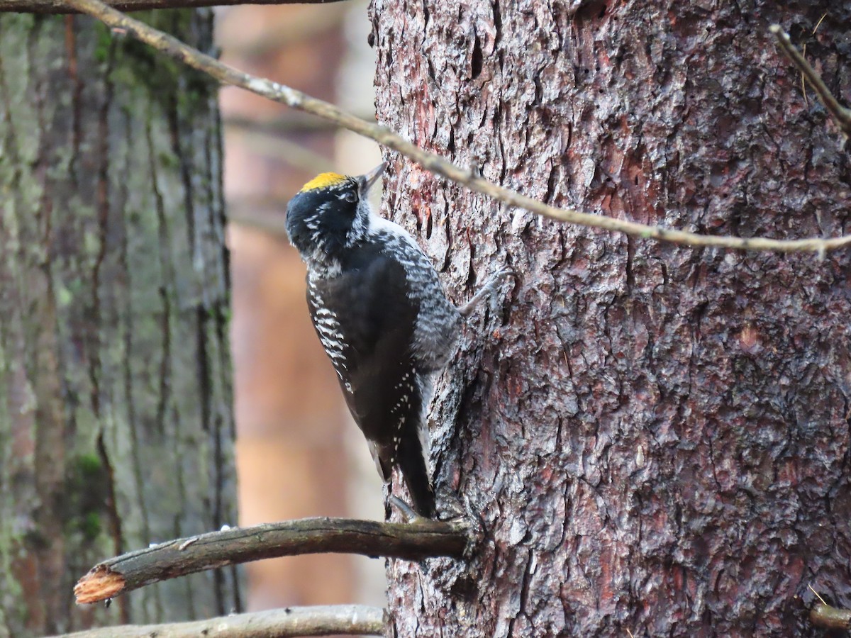 American Three-toed Woodpecker - ML647660178