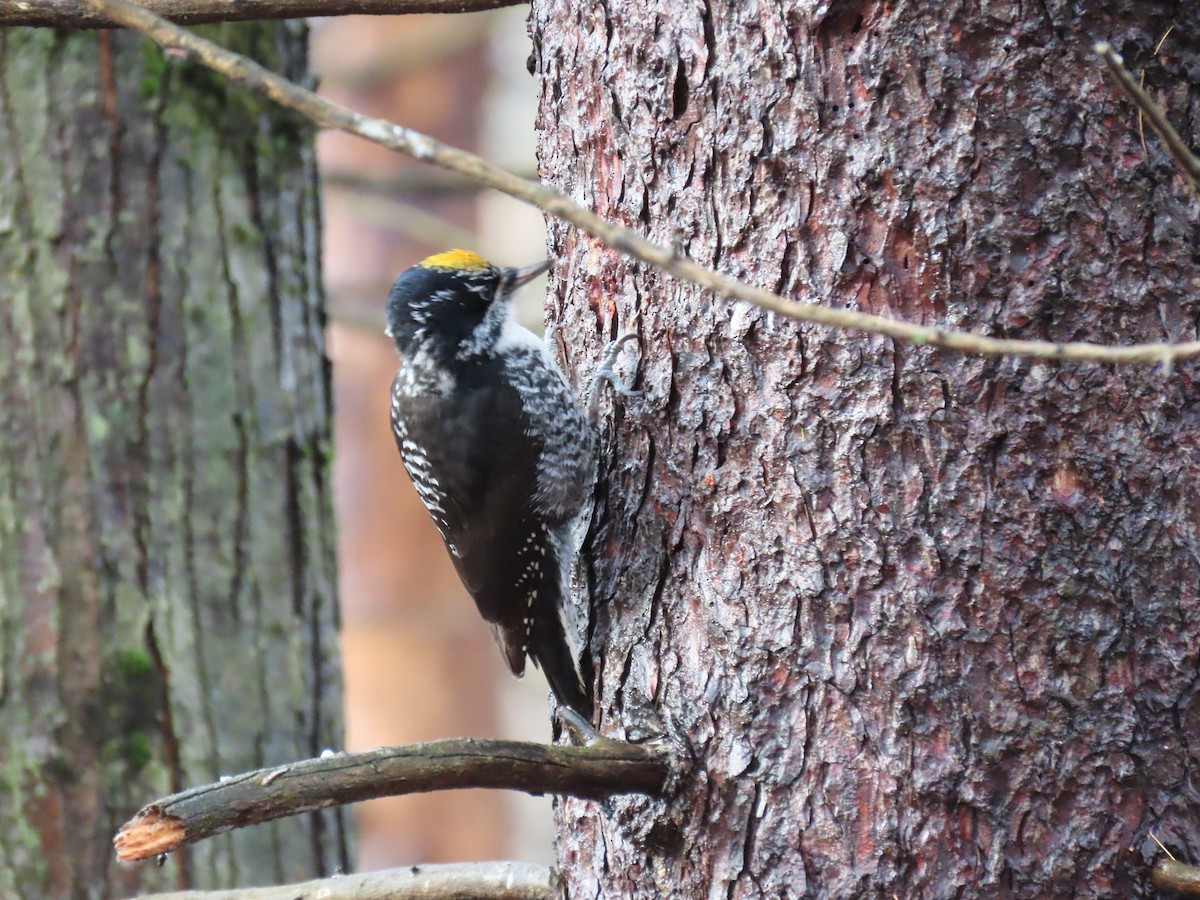 American Three-toed Woodpecker - ML647660179