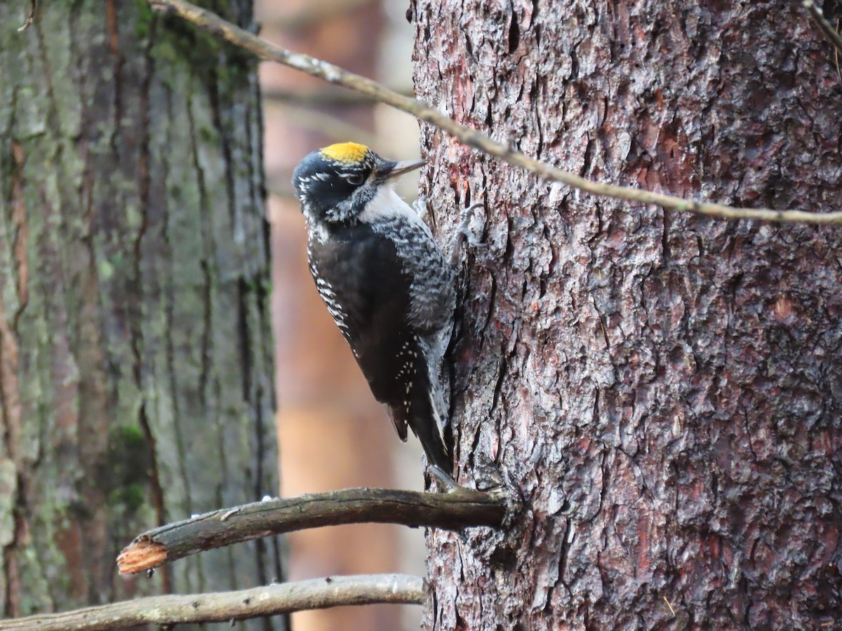 American Three-toed Woodpecker - ML647660180