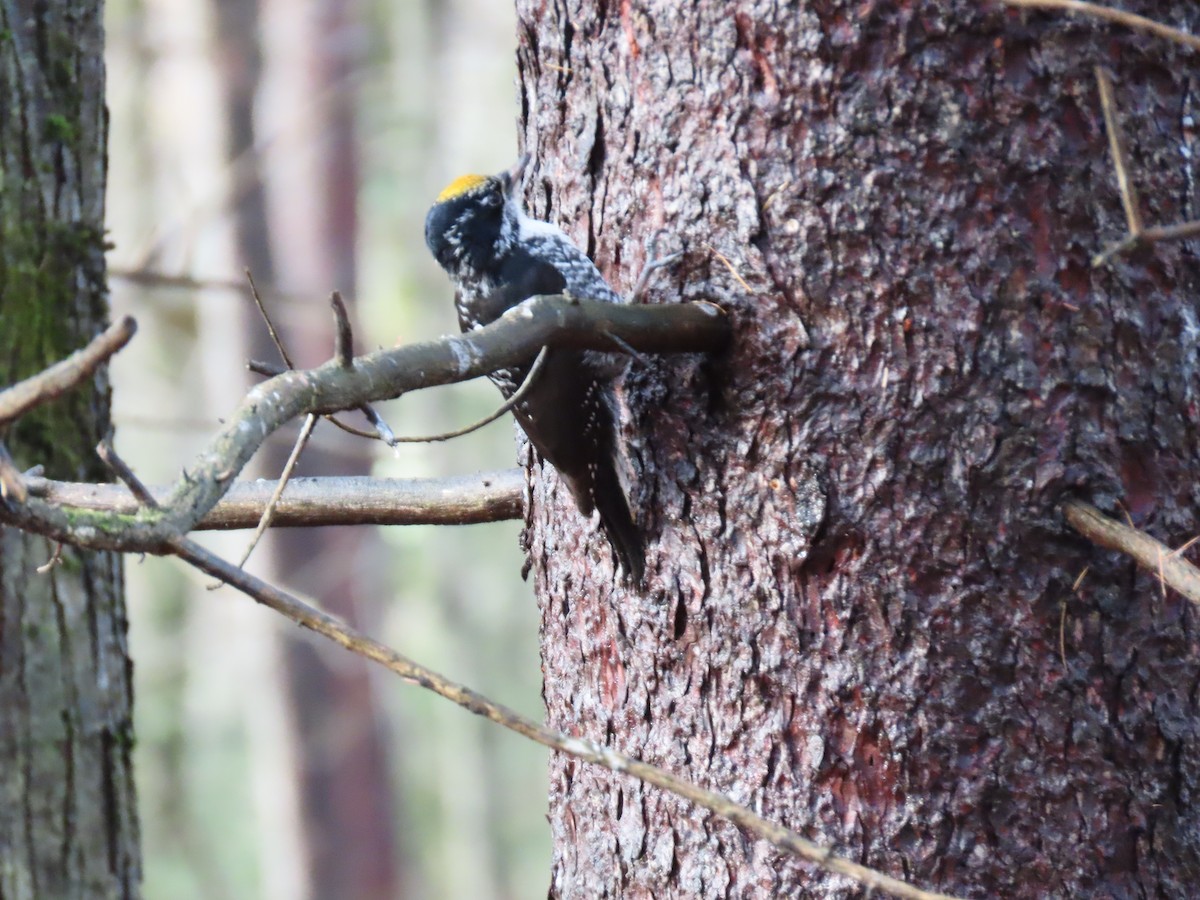 American Three-toed Woodpecker - ML647660181