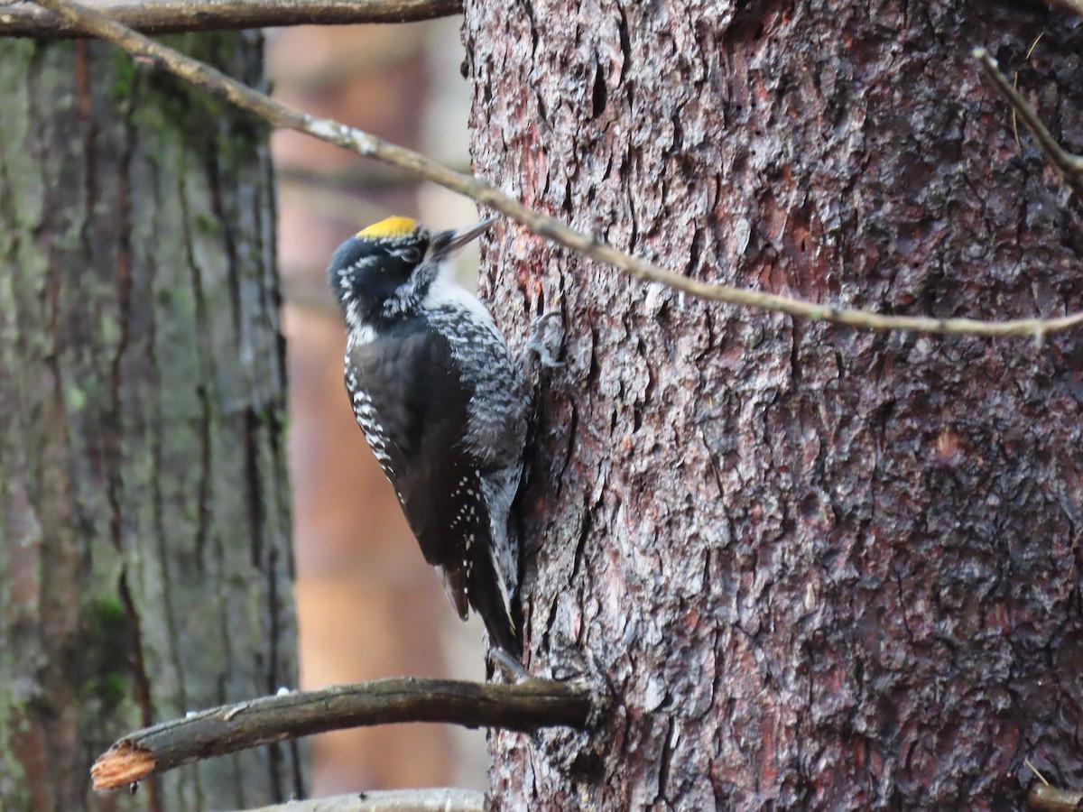 American Three-toed Woodpecker - ML647660183