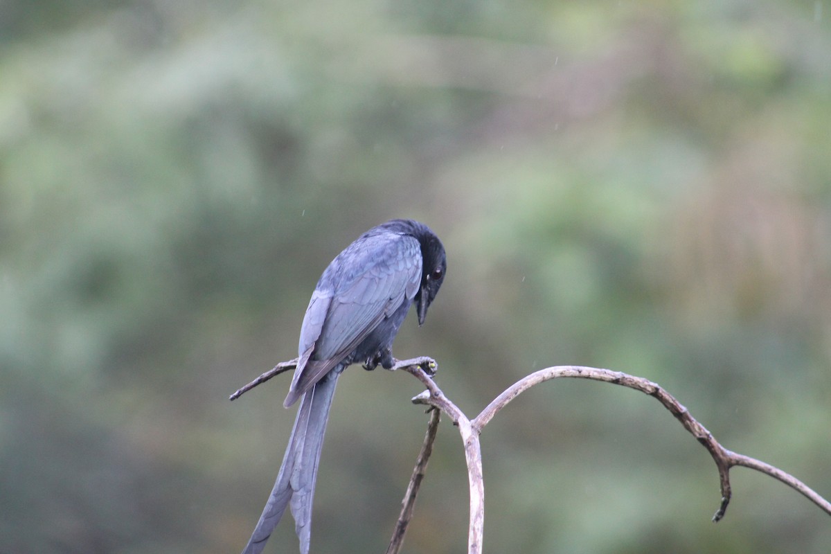 drongo černý - ML647660185