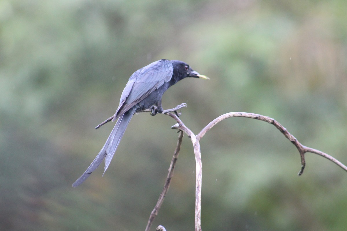 drongo černý - ML647660187