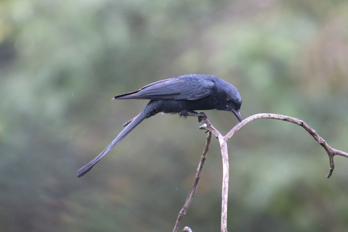 drongo černý - ML647660188