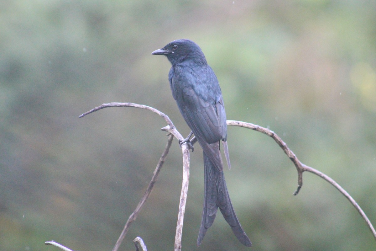 drongo černý - ML647660189