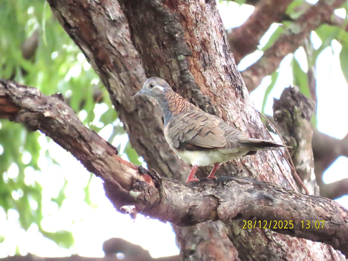 holoubek bronzovohřbetý - ML647660190