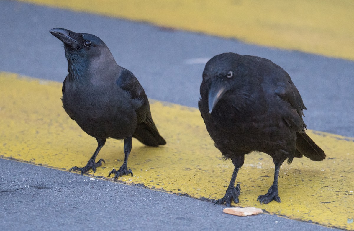 vrána domácí - ML647660200