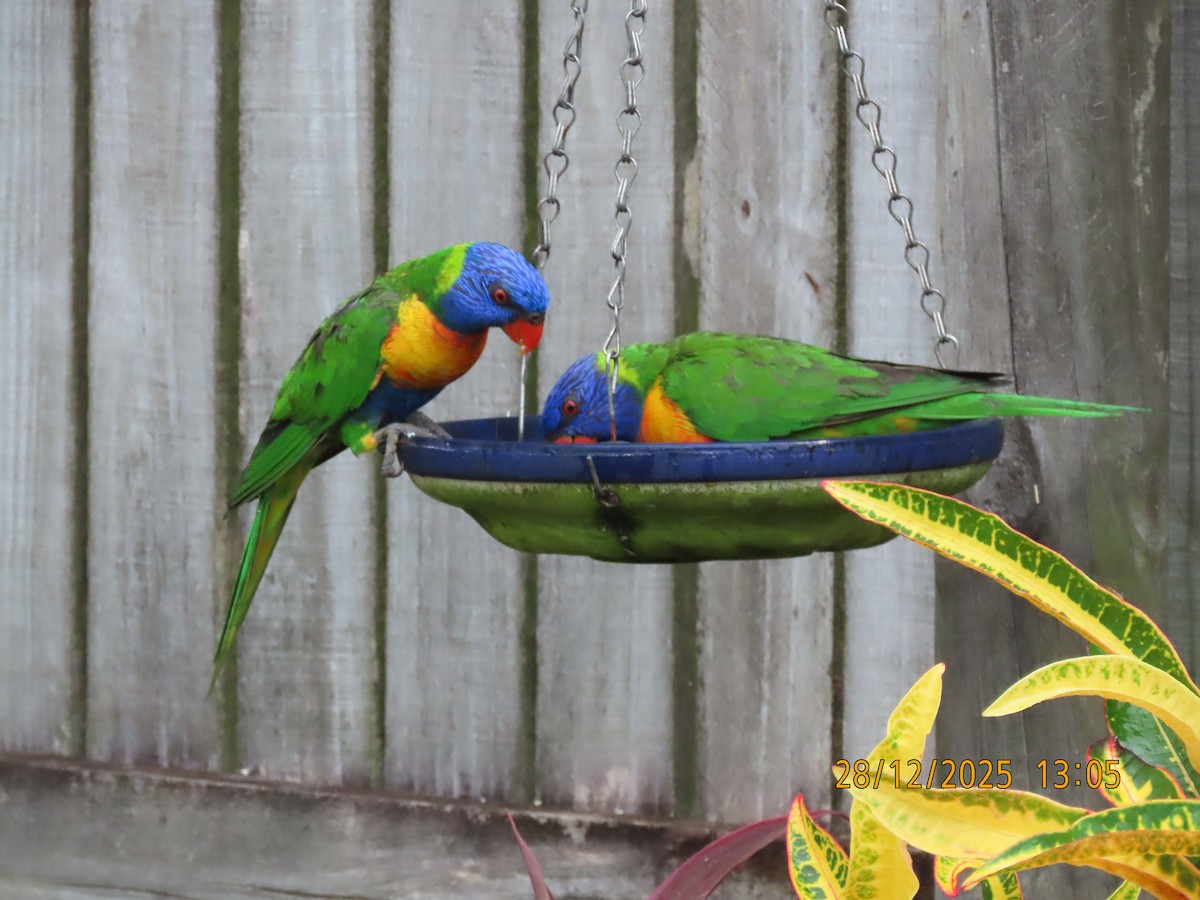 lori duhový - ML647660201