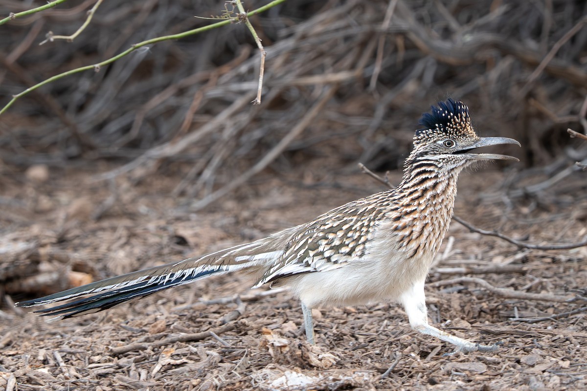 kukačka kohoutí - ML647660204