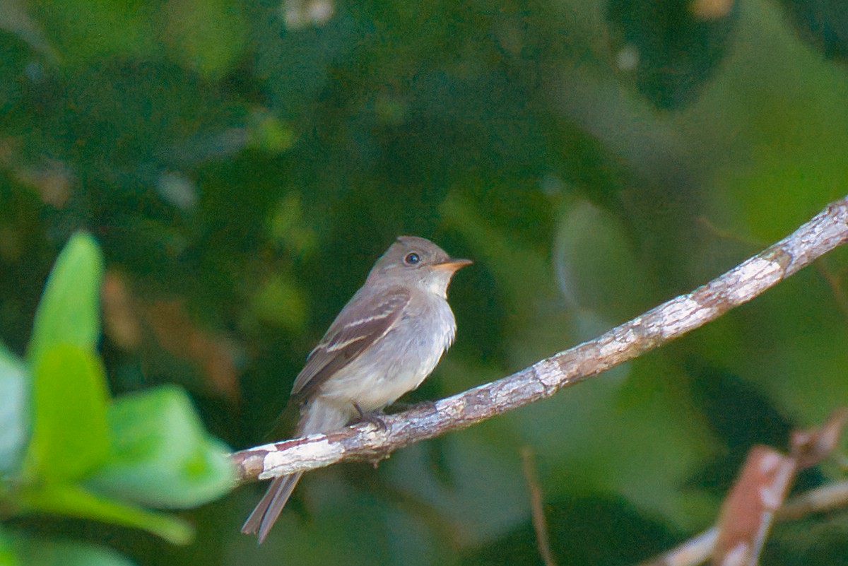 Northern Tropical Pewee - ML647660206