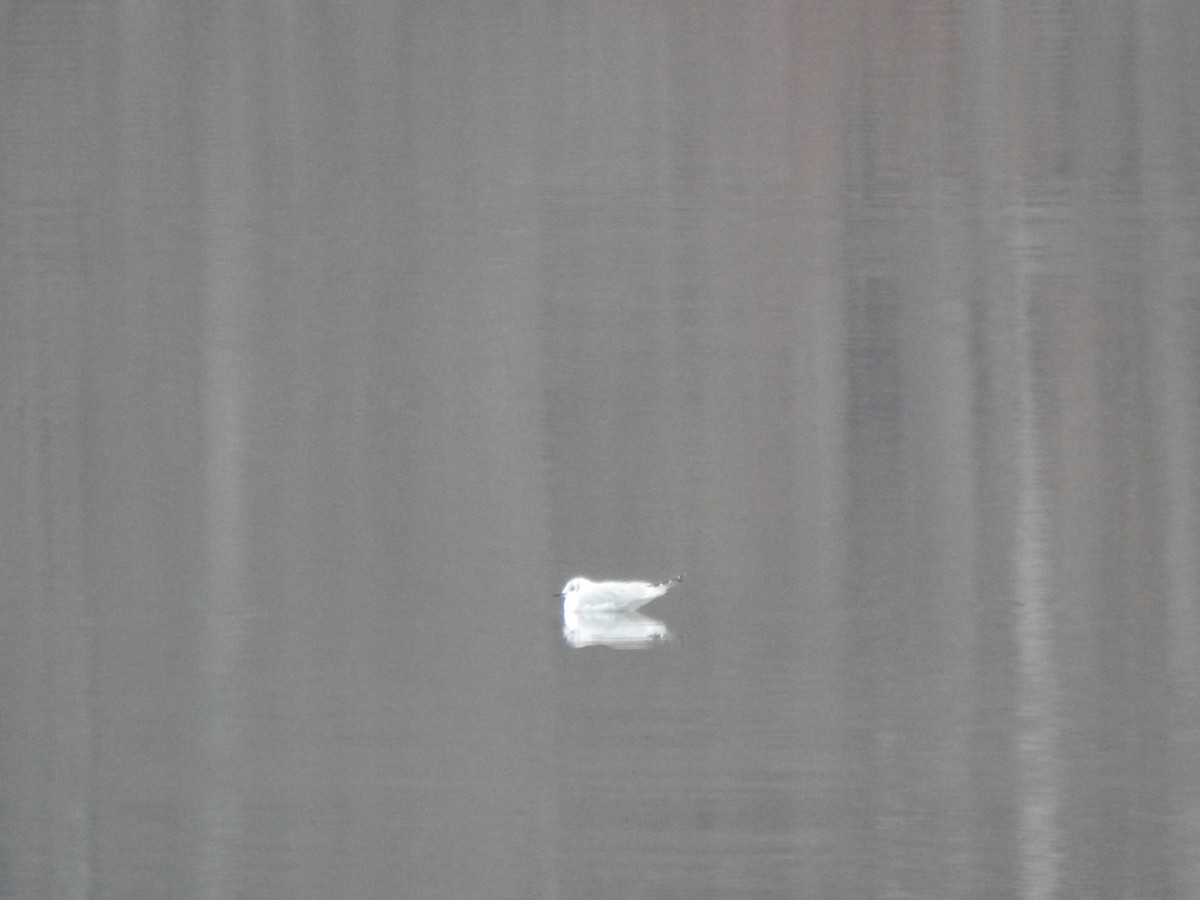 racek Bonapartův - ML647660207