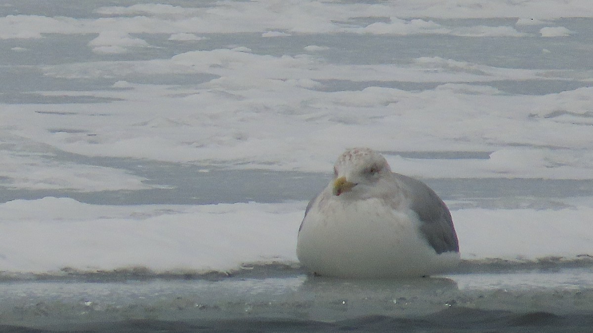 racek americký - ML647660209