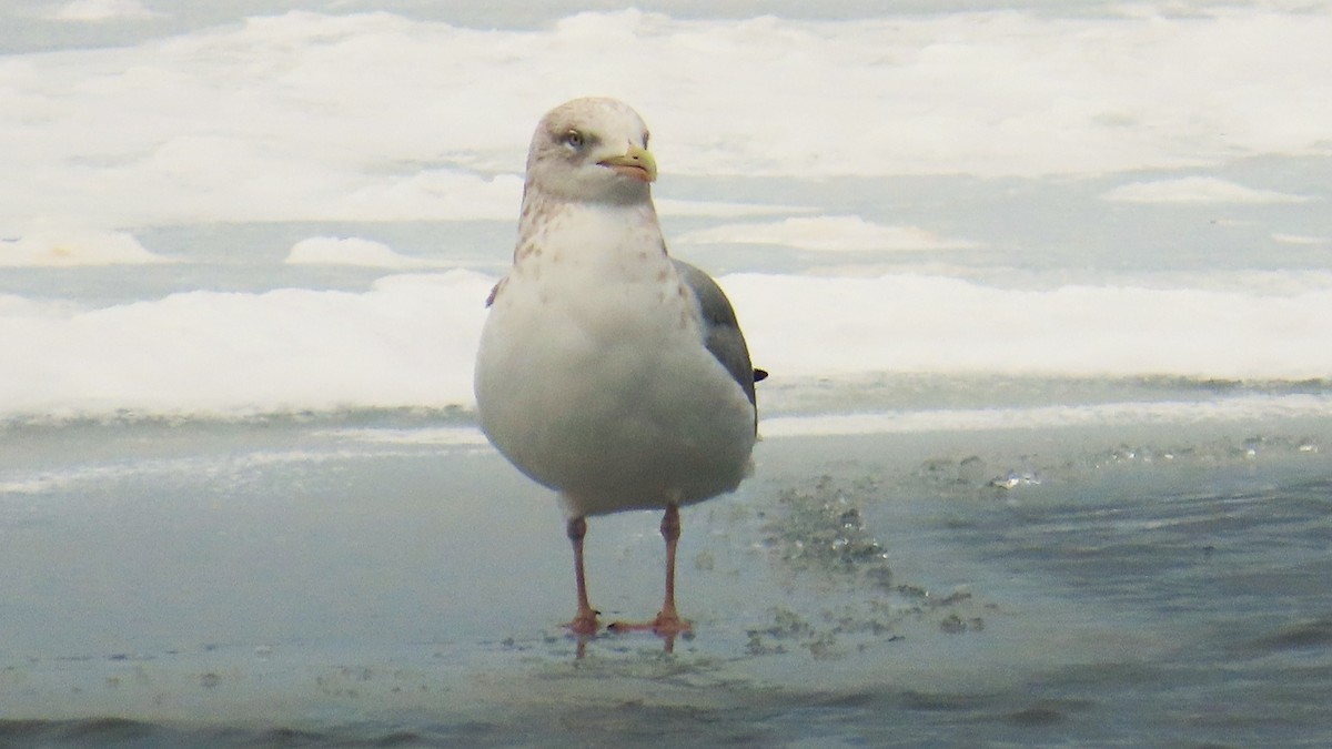 racek americký - ML647660210