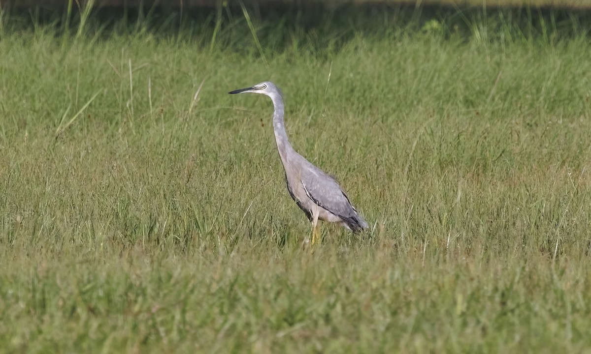 volavka bělolící - ML647660212