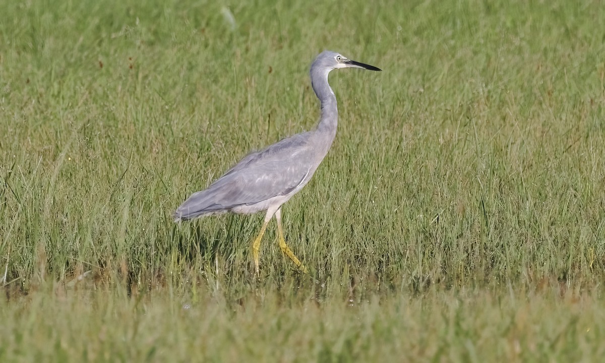 volavka bělolící - ML647660213