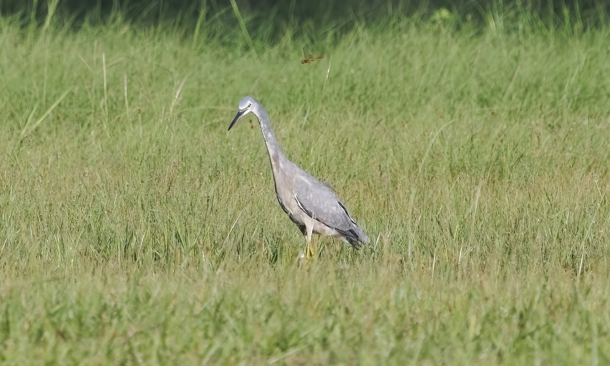 volavka bělolící - ML647660214