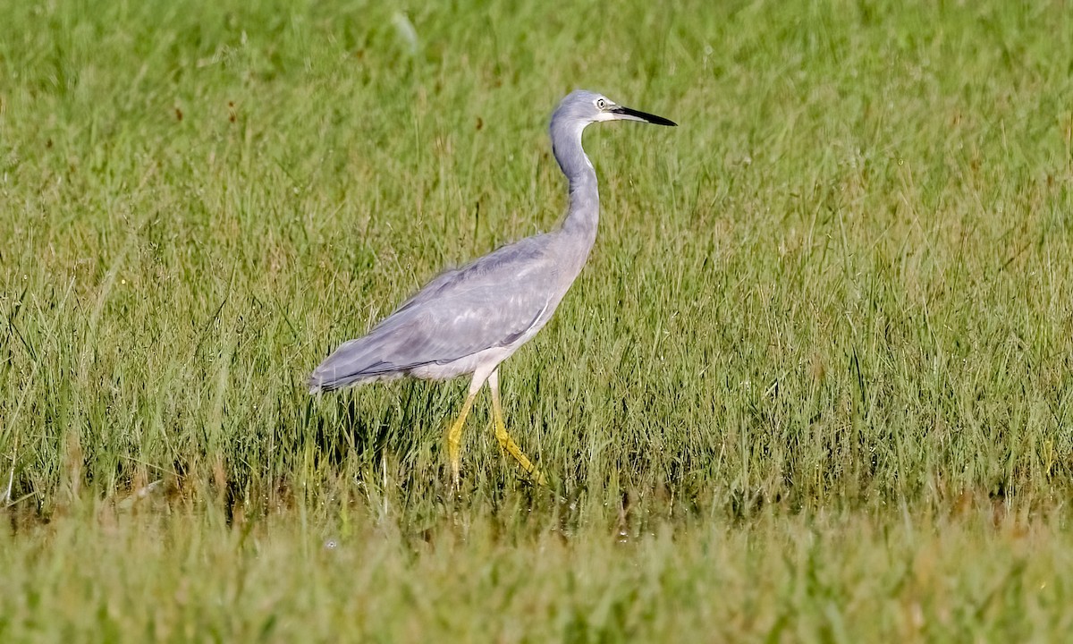 volavka bělolící - ML647660215