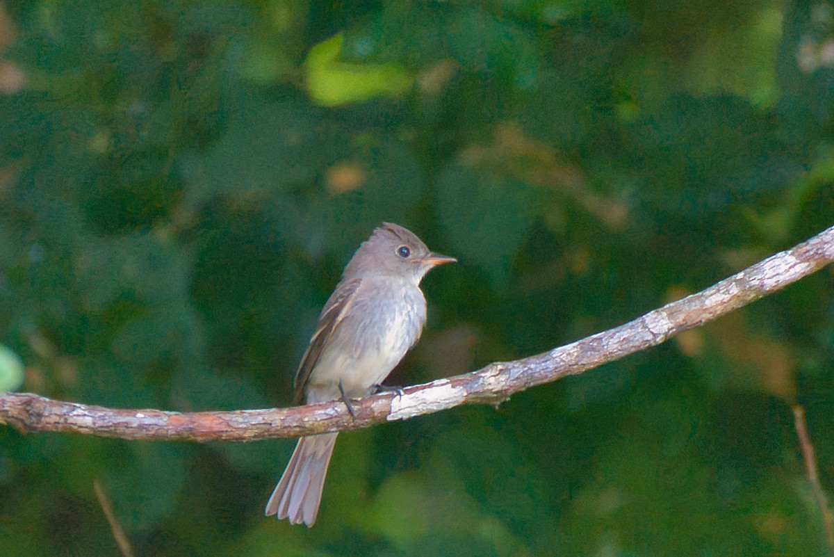 Northern Tropical Pewee - ML647660216