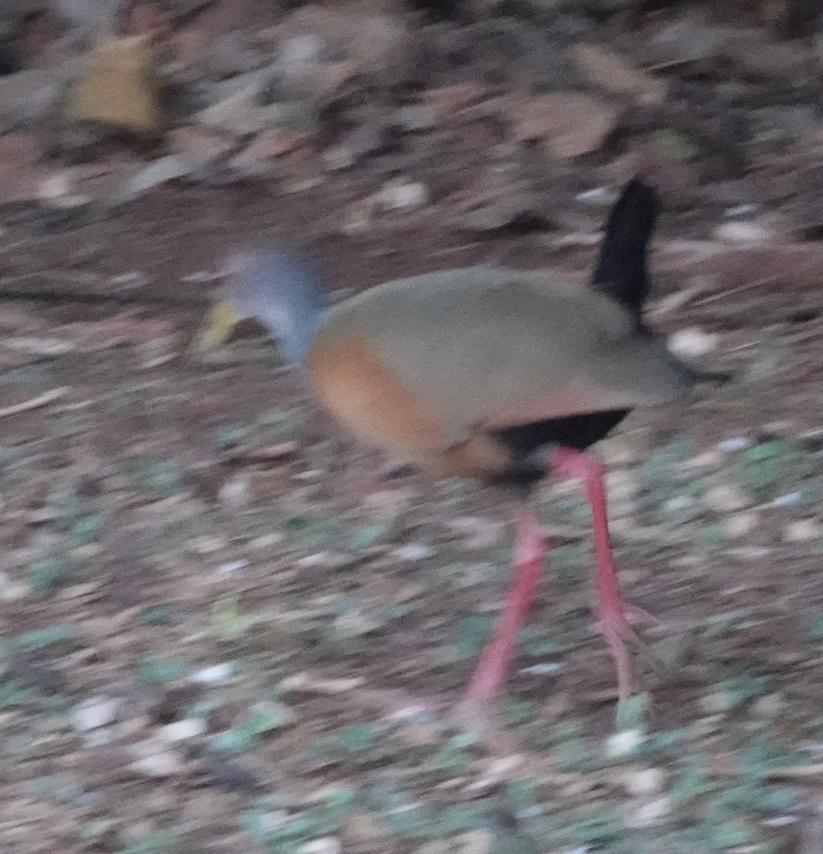 chřástal šedokrký - ML647660217