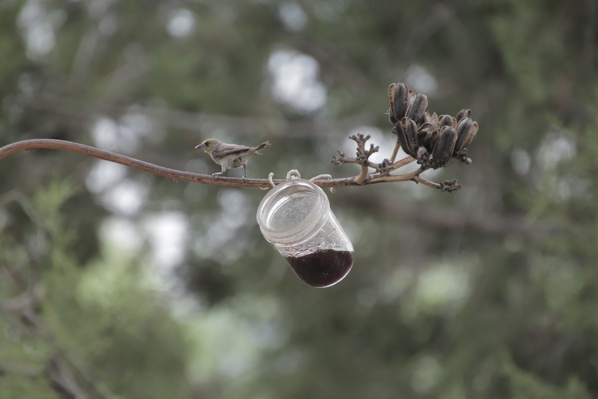 moudivláček žlutohlavý - ML647660218