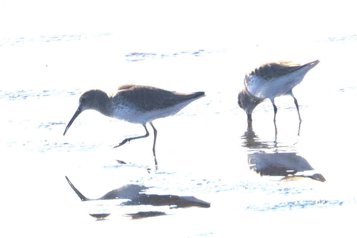 jespák obecný - ML647660219