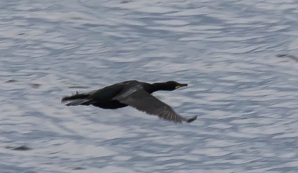 kormorán chocholatý - ML647660220