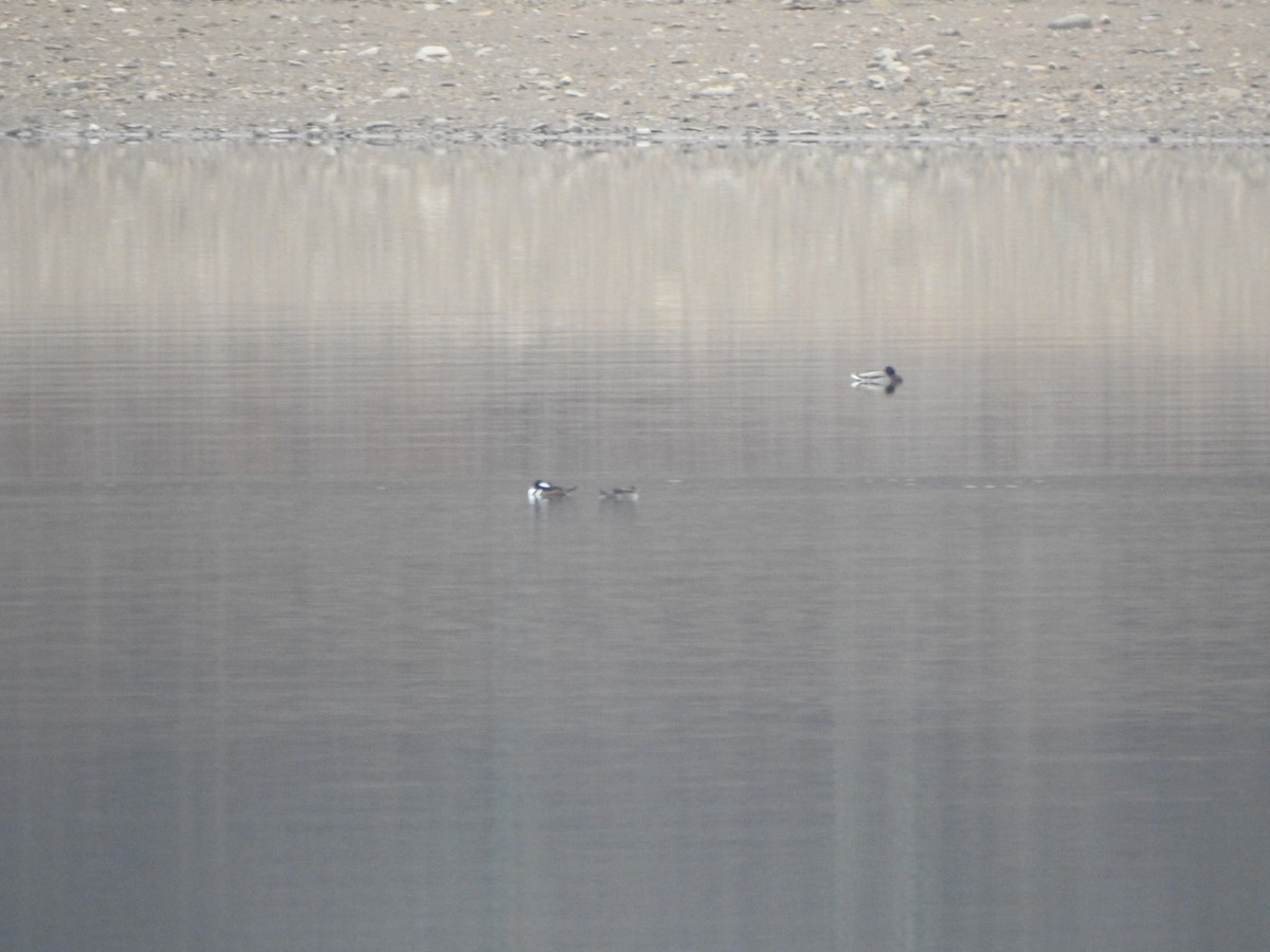 morčák chocholatý - ML647660222