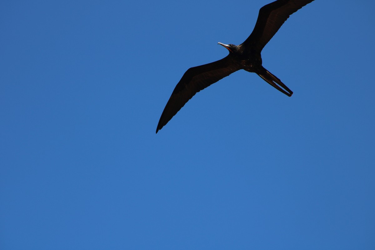 fregatka vznešená - ML647660223