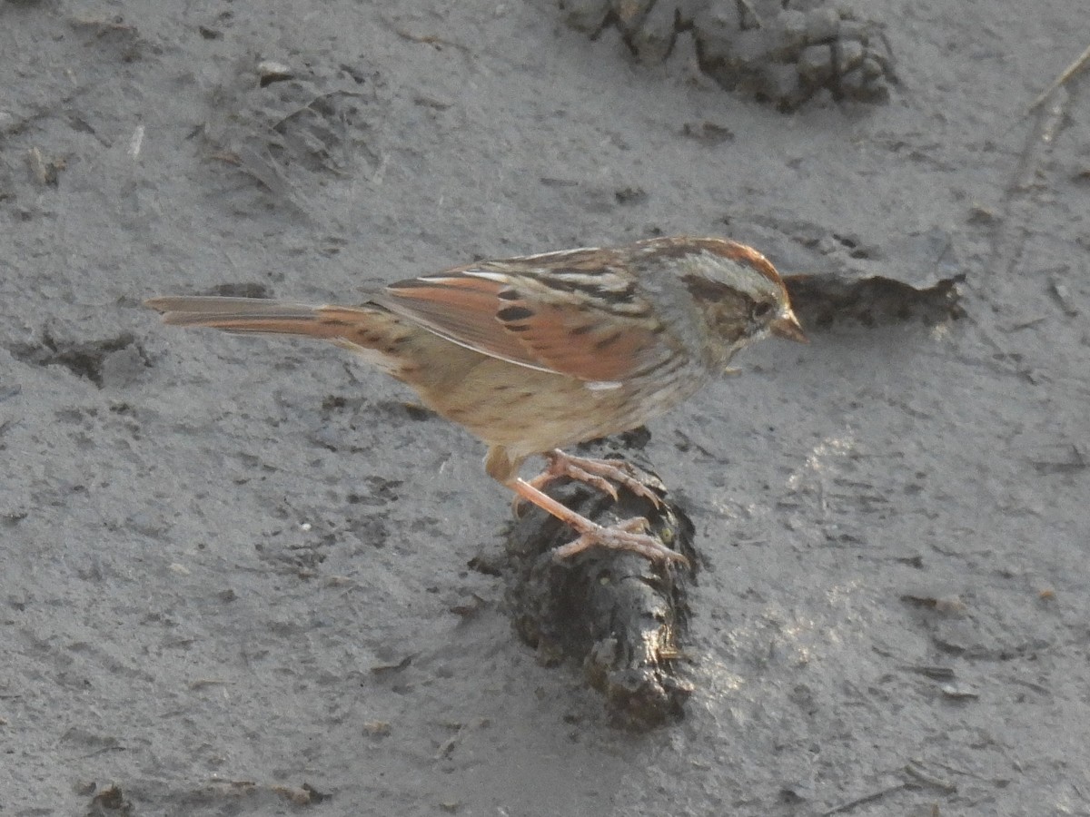 Swamp Sparrow - ML647660224