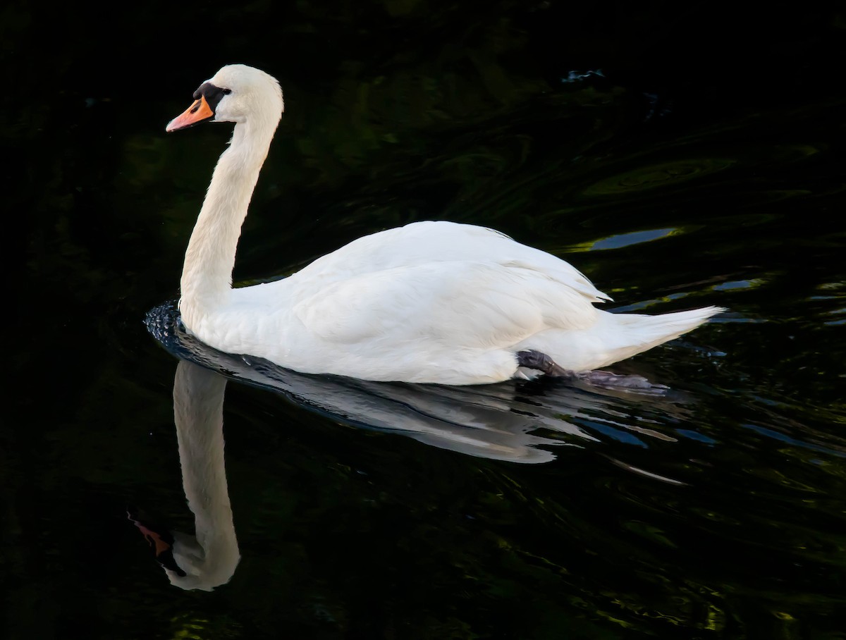 labuť velká - ML647660225